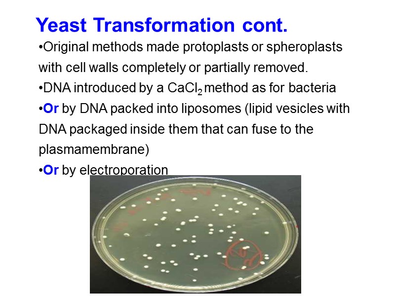 Yeast Transformation cont. Original methods made protoplasts or spheroplasts with cell walls completely or